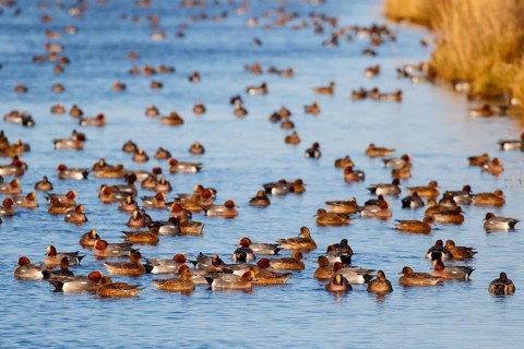 Eurasian Wigeon (Mareca penelope) group, Netherlands