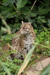 A cat sits in green surroundings, observing its surroundings, well camouflaged, fish cat