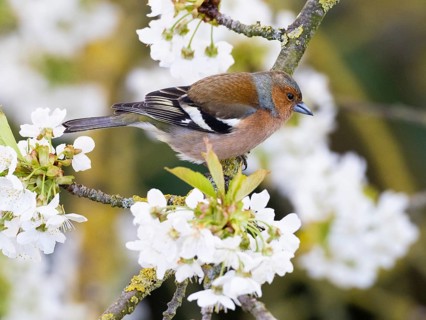 Common Chaffinch (fringilla coelebs), adult male, perched in a flowering cherry tree, Hesse,