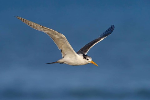 Caspian Tern, flight photo, (Thalasseus bergii), East Khawr / Khawr Ad Dahariz, Salalah, Dhofar,