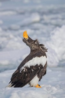 Steller's Sea Eagle (Haliaeetus pelagicus) on snow, Hokkaido, Japan