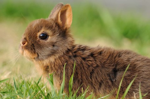 A small rabbit in the meadow looks curiously to the side, colour dwarf, tan-havana, Bavaria
