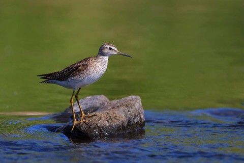 Wood Sandpiper (Tringa glareola) perched on a rock in water, Greece