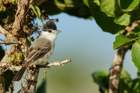 White-naped Xenopsaris (Xenopsaris albinucha) perched on a branch in the rainforest of Guyana