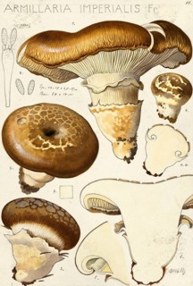 Mushroom, mushrooms, Armillaria imperialis, double-ringed funnel-shaped mushroom, hard mushroom,