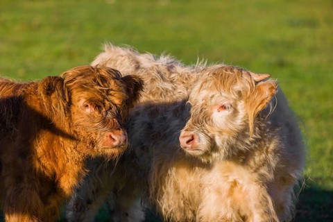 Portrait of two Highland calves (Bos primigenius taurus) in the first light of the day