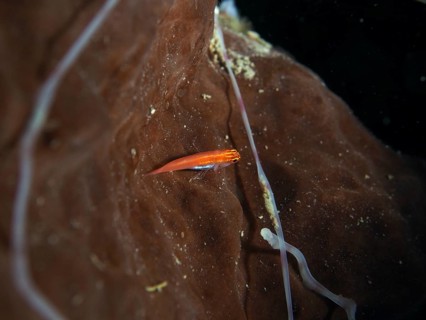 A small red black-bellied goby (Eviota atriventris) on brown sea sponge under water, dive site