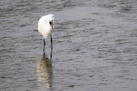 Little Egret (Egretta garzetta) swallows a captured worm, Faro, Algarve, Portugal