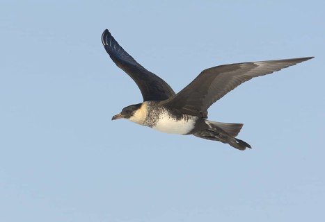 Pomarine Skua (Stercorarius pomarinus) flying, Alaska, USA