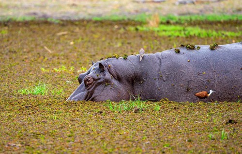 Hippopotamus (Hippopatamus amphibius), in a lake densely overgrown with aquatic plants, Okavango