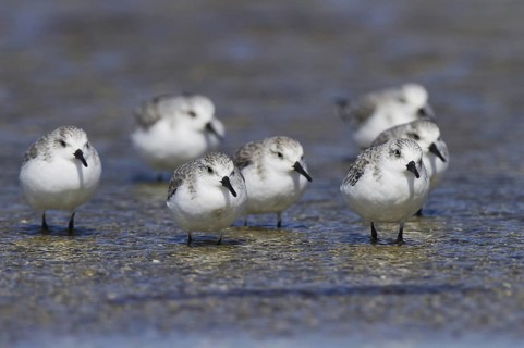 Sanderling (Calidris alba), Andalusia, Spain
