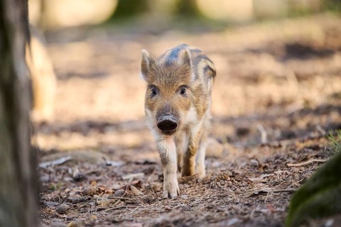 Wild boar (Sus scrofa) squeaker in a forest, Bavaria, Germany Europe