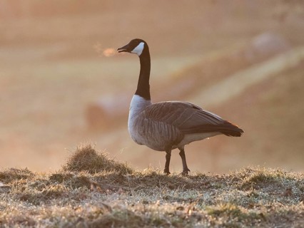 Canada goose (Branta canadensis), adult bird, its exhaled breath showing in the cold morning air,
