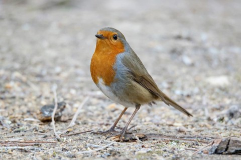 European Robin (Erithacus rubecula), on field floor, Castile and Leon