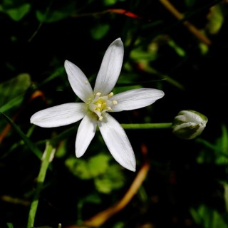 Star of Bethlehem (Ornithogalum umbellatum), umbel milk star, grass lily in bloom, at the first