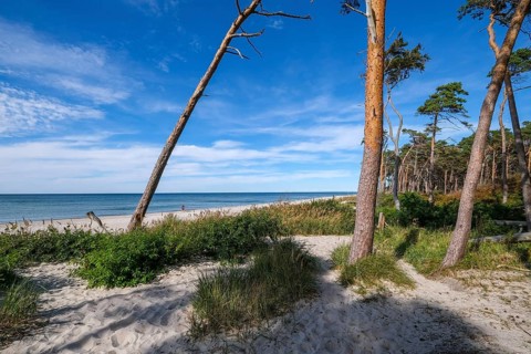 Born am Darß, Fischland-Darß-Zingst, Mecklenburg-Vorpommern, Germany, Pine forest in the dunes on