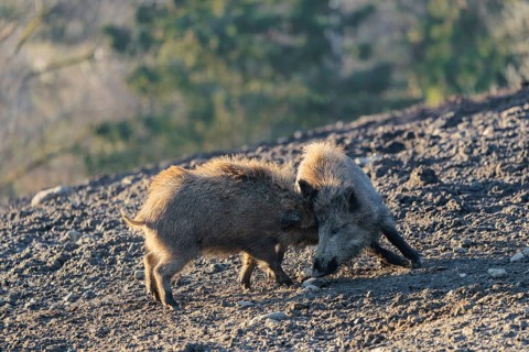 Two young wild boars (Sus scrofa) play fighting and dominance on a frozen field on a sunny day. A
