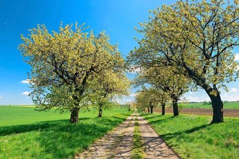 Blossoming cherry trees on a country lane, near Hettstedt, Saxony-Anhalt, Germany