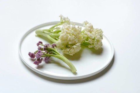 Fioretto, a cross between cauliflower and broccoli. The flowers are reminiscent of coral,