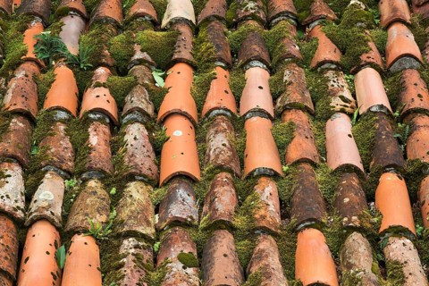High angle view and close-up of traditional terracotta clay roof tiles overgrown with Bryophyta -