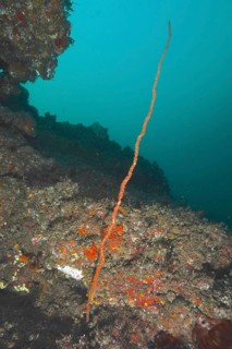 Wire coral (Cirrhipathes sp)
