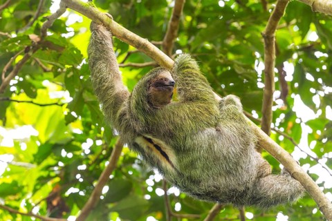 Three-fingered sloth (Bradypus), Mammals (Mammalia), La Fortuna, Guanacaste, Costa Rica