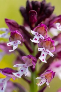 Close up image of intricate details of wild orchids native to Andalusia, featuring vivid purple and