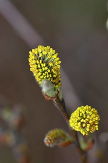 Inflorescence of willow (Salix caprea), willow catkins, willow, flower, blossom, spring, tree,