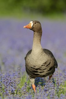 Greenland white-fronted goose or Greenland white-fronted goose (Anser albifrons flavirostris),