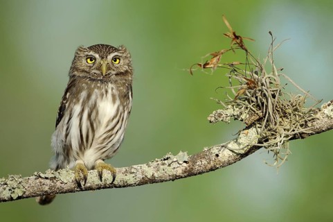 Ferruginous Pygmy Owl (Glaucidium brasilianum), Texas, USA