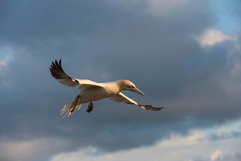 Northern Gannet (Morus bassanus) flying, Schleswig-Holstein, Germany