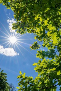 Pedunculate oak (Quercus robur) leafes against the sun light, Bavaria, Germany