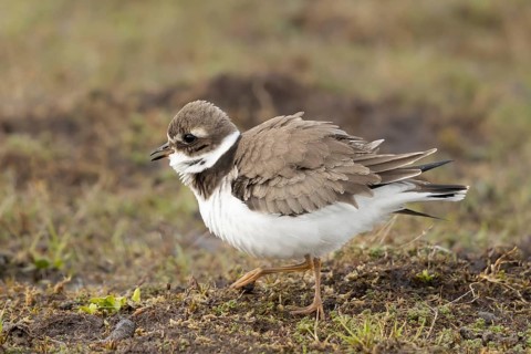 Common Ringed Plover (Charadrius hiaticula) foraging, Smaland, Sweden