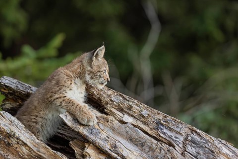 One young (10 weeks old) male Eurasian lynx, (Lynx lynx), hiding in a rotten tree