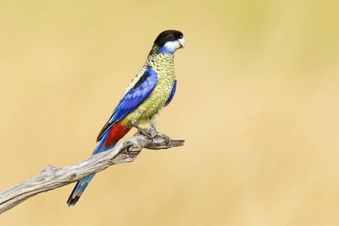 Northern Rosella (Platycercus venustus), Northern Territory, Australia
