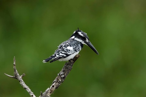 Bonte IJsvogel zittend op tak, Pied Kingfisher sitting on pearch