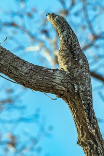 Great Potoo (Nyctibius grandis), Pantanal, South Africa