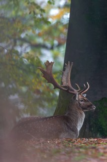 After a few minutes the fallow deer (Dama dama) lies down on the forest floor and looks towards the