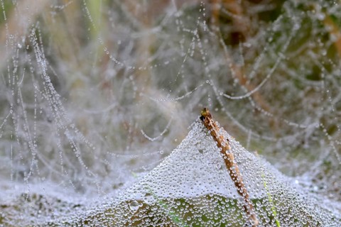 Morning dew on spider threads, September, Mecklenburg-Western Pomerania, Germany