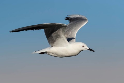 Slender-billed Gull (Chroicocephalus genei) flying, Eilat, Israel
