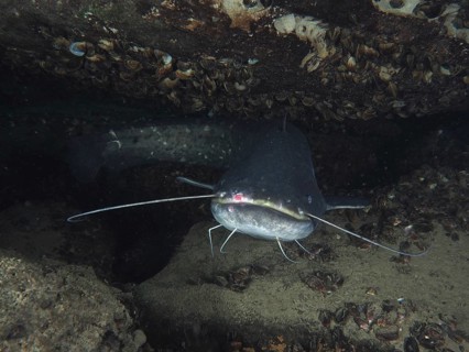 A catfish (Silurus glanis), Waller, hides under rocks with a dark, mystical background. Dive site