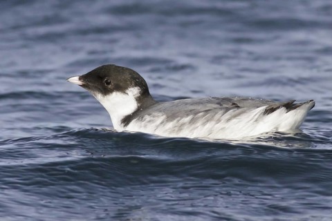 Ancient Murrelet (Synthliboramphus antiquus), British Columbia, Canada