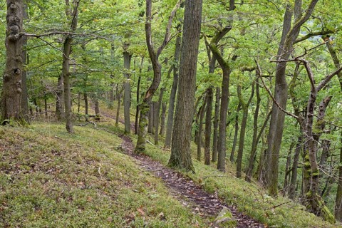 Narrow path leads on a steep slope through deciduous forest to Edersee, autumn, Kellerwald-Edersee