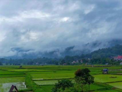 Landscape with green rice paddies, Tana Toraja, Rantepao, Sulawesi, Indonesia