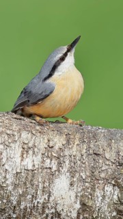 Nuthatch (Sitta europaea) sitting on a fallen birch trunk, Animals, Birds, Siegerland, North