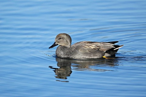 Adult gadwall (Mareca strepera), male swimming on Lake Zug, Switzerland