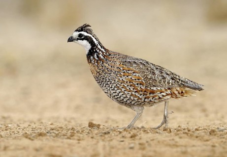 Northern Bobwhite (Colinus virginianus) male, Texas, USA