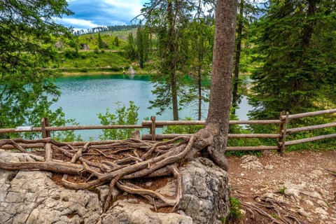 Exposed roots cling to a rock by a wooden fence, overlooking the turquoise waters of lake carezza,