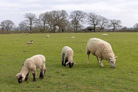 Sheep, lambs, sheep pasture, public footpath, Moreton-in-Marsh, Cotswolds, England, Great Britain