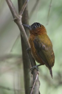 Rufous-breasted Piculet (Picumnus rufiventris), Manu National Park, Peru